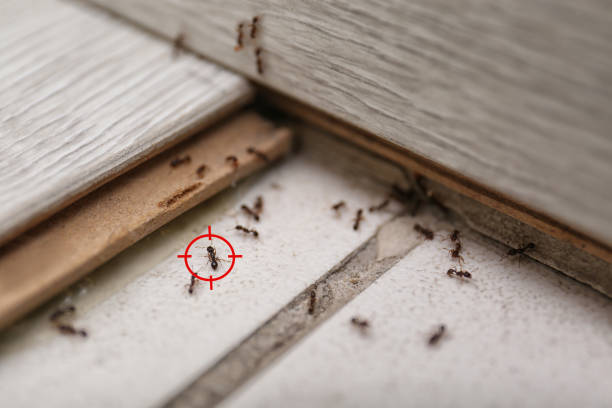 Best Commercial Pest Control Services  in Inola, OK