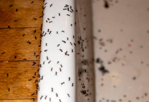 Reliable Inola, OK Pest Control Solutions