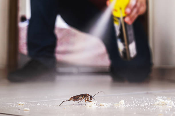 Wasp Removal Services in Inola, OK